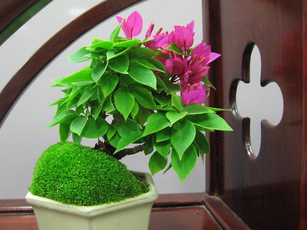 Many beautiful works of bonsai art could be viewed today in the Casa del Prado in Balboa Park.