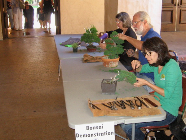 Demonstrations were part of the event. These friendly people were patiently working on their bonsai trees and explaining the process.