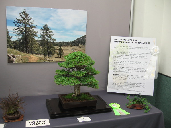 One member of the San Diego Bonsai Club created a cool display that contrasted her bonsai with photos of trees in local landscapes.