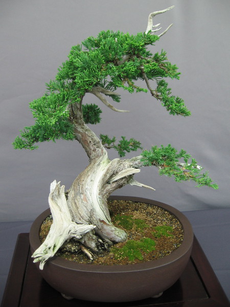 This bonsai Prostrata Juniper has been trained and pruned to appear ancient--the product of wild nature.