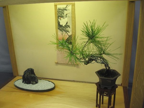 A tiny Japanese black pine is one object in a small room-like scene.