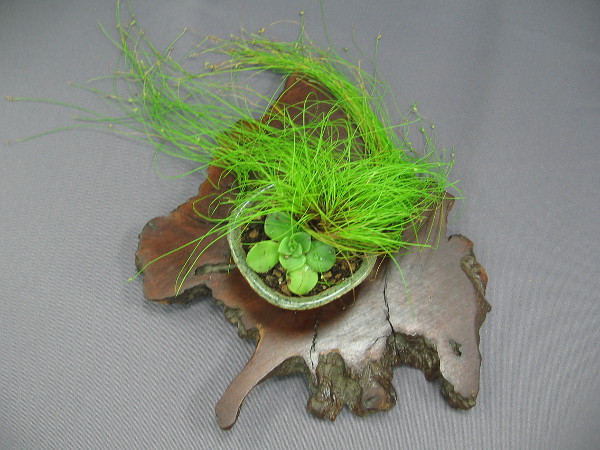 A fine work of art created by a lover of bonsai.