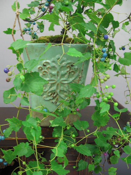 An ornamental porcelain berry arranged in an beautiful pot.