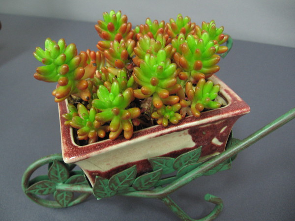 These tiny succulents are in a tiny wheelbarrow!