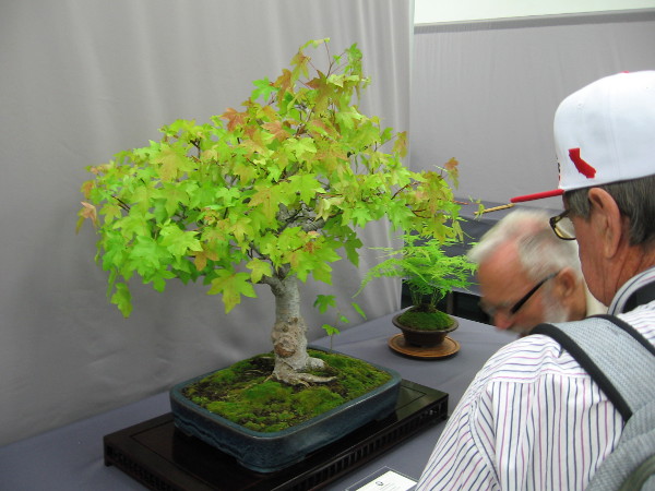 Visitors to the San Diego Bonsai Club exhibition in Balboa Park enjoy looking at a small, very beautiful oriental sweetgum tree.