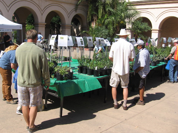 People check potted greenery during the California Native Plant Society's Fall Plant Sale in Balboa Park.