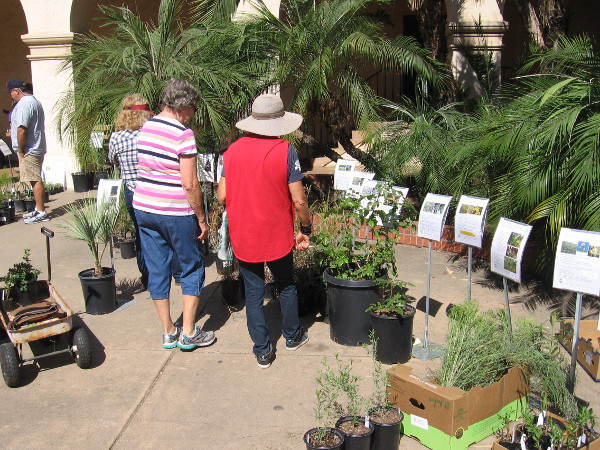 Many plants and flowers native to the San Diego region were for sale in the outdoor courtyard of the Casa del Prado.