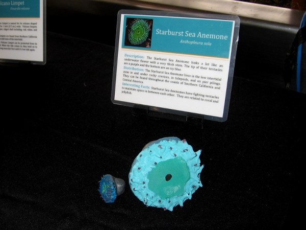 3D printed Starburst Sea Anemone.