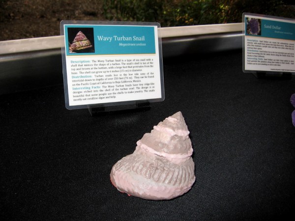 3D printed Wavy Turban Snail.