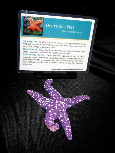 3D printed Ochre Sea Star.