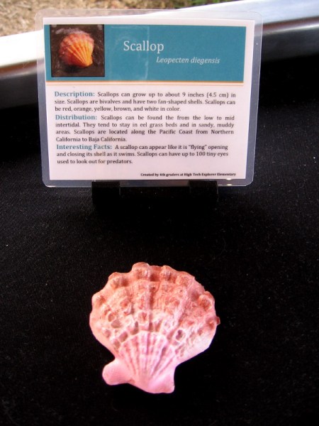 3D printed Scallop.