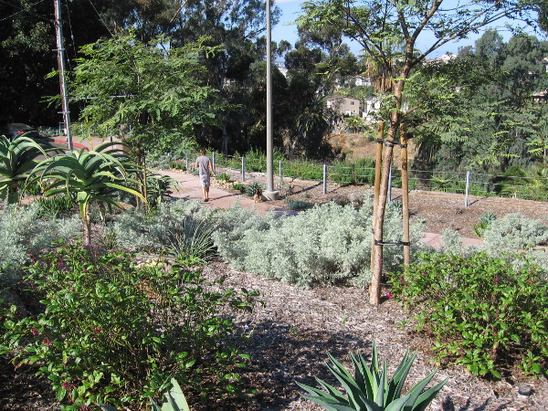A resident of Bankers Hill walks his dog through the beautiful park. Local aviation history was made here in 1909.