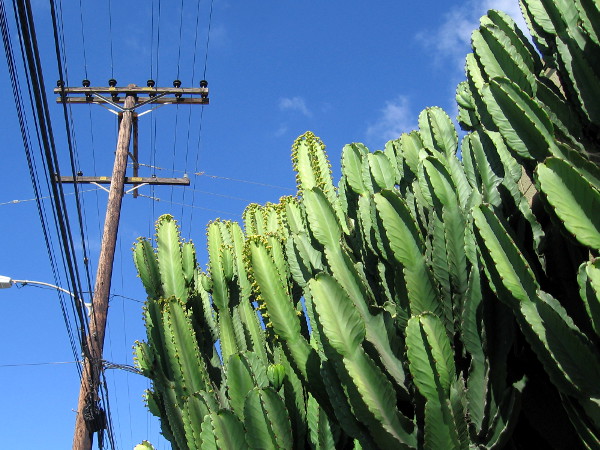 Cacti rise below electrical wires.