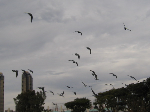 Pigeons swoop in endless searching circles, before settling somewhere far away.