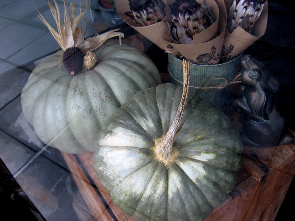 Elegant pumpkins in a Little Italy shop window.