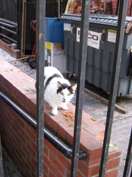Don't interrupt my breakfast! One of the many cats at the William Heath Davis House in the Gaslamp.