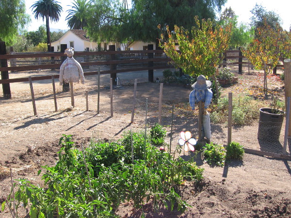 Scarecrows stand guard inside a community garden near the simple farmhouse.