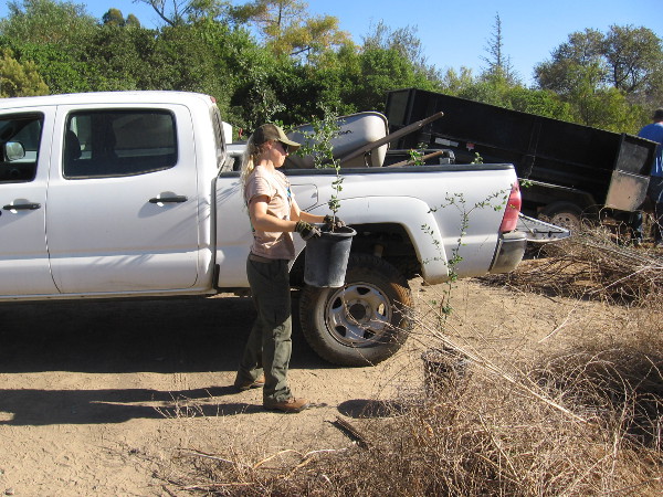 A San Dieguito River Park ranger had brought many pots of native lemonade berry to plant.
