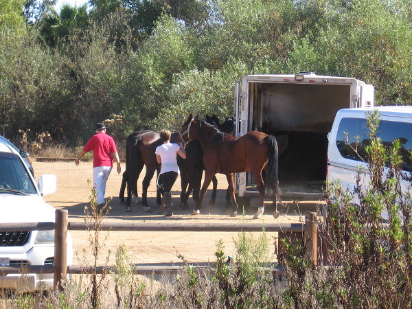 Some horses have arrived at the trailhead's dirt parking lot.