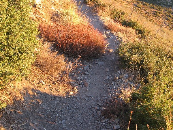 Sudden morning light brightens vegetation near the trail.