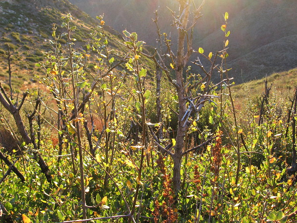Slanting sunlight on small leaves.