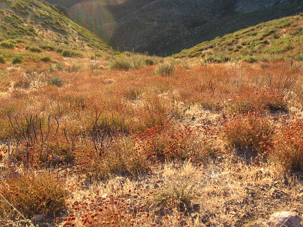 Looking down into a small canyon beneath the trail that descends toward the desert.