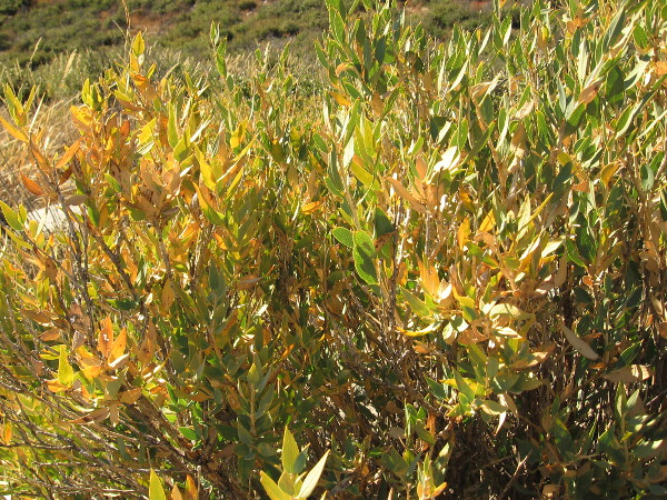 Leaves feed on sunshine.