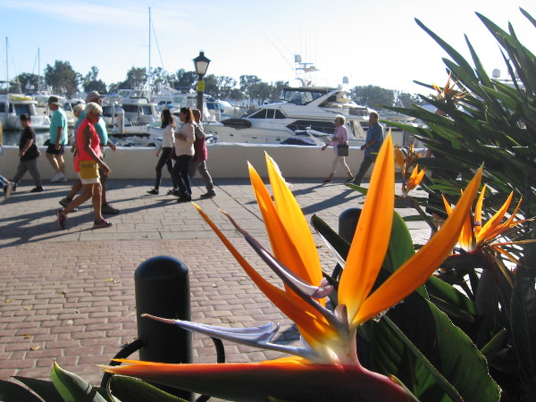 Moving together past a burst of beauty.