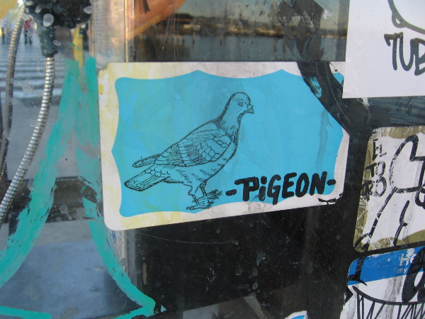 One of many pigeons in the city.