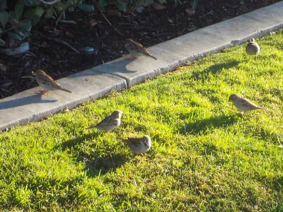 Small birds on sunlit grass one morning along Martin Luther King Jr. Promenade.