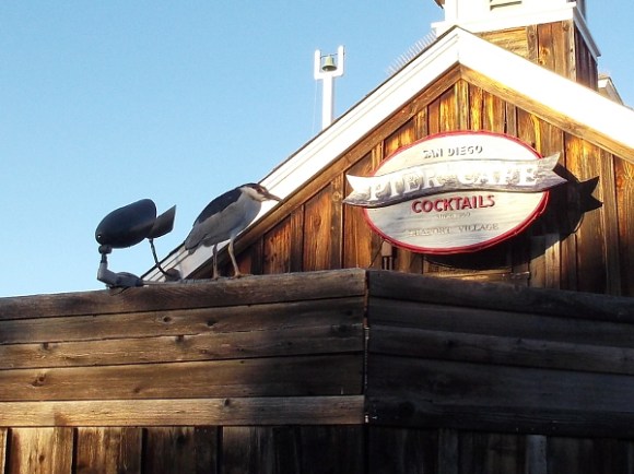 A black-crowned night heron perched atop the Pier Cafe.