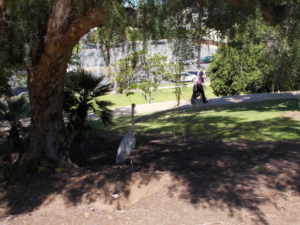 Strangely, a great blue heron stands in the southwest corner of Balboa Park one morning, watching people walk up a path.