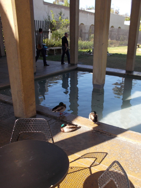Ducks hang out by the pool in the San Diego Museum of Art's May S. Marcy Sculpture Court.