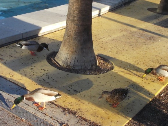 Morning ducks near the Children's Park Fountain.
