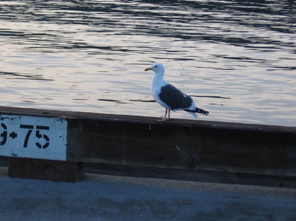 A seagull stands on Broadway Pier over San Diego Bay.