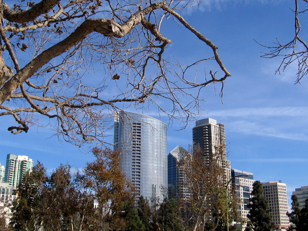 A few dead leaves cling to branches that frame a new skyscraper in downtown San Diego.