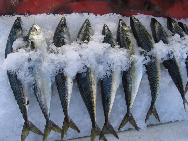 Fresh locally caught fish on ice for sale at San Diego's Tuna Harbor Dockside Market.