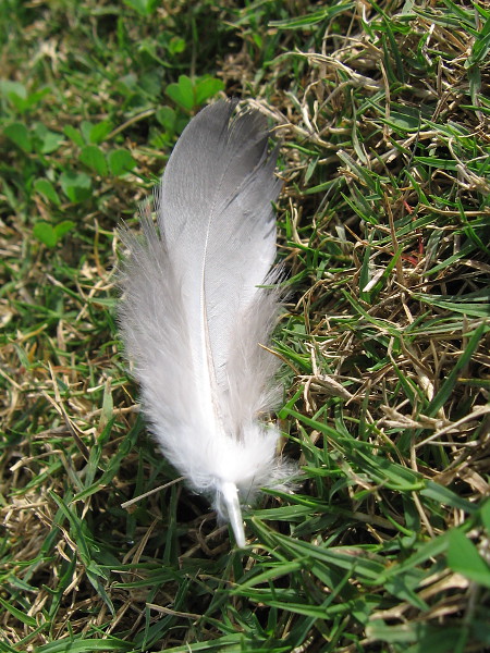 A beautiful feather and I meet for a moment.
