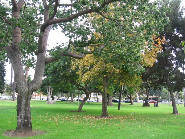 Beautiful autumn trees and grass in Spreckels Park.