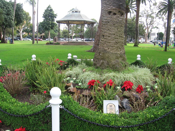 The small June Miller Garden at the base of a tall palm tree in Spreckels Park. The gazebo in the background is the setting of Concerts in the Park during the summer.