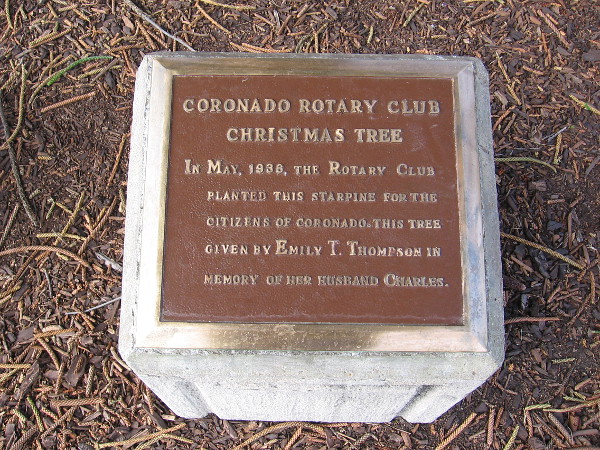 In May, 1936, the Rotary Club planted this starpine for the citizens of Coronado. This tree given by Emily T. Thompson in memory of her husband Charles.