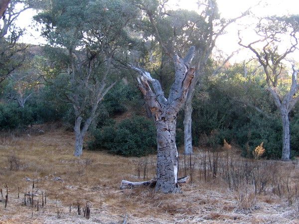 A dead oak tree that needs to be replaced.