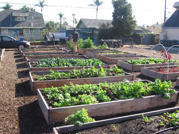 Many large planters contain all sorts of growing vegetables.