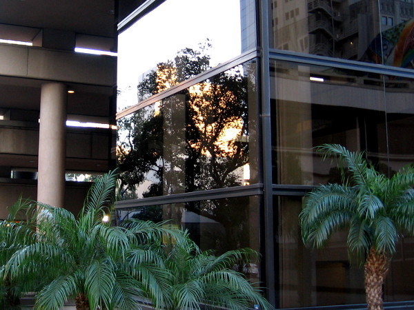 This reflection of a tree on glass windows seems unreal.