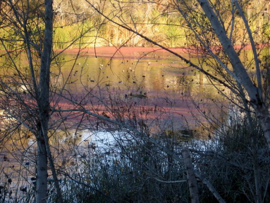 Morning light on San Diego River and swirls of color.