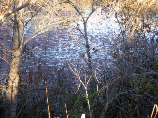 San Diego River mottled with algae, behind grey branches.