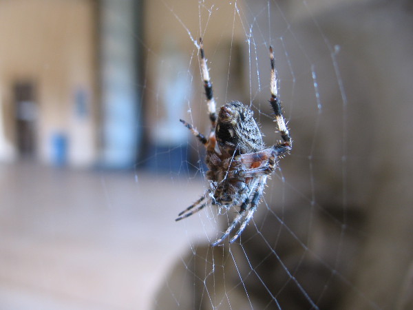 A patient spider waits for flies.