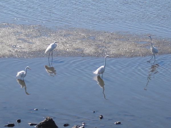 A group of great egrets in the San Diego River Estuary.