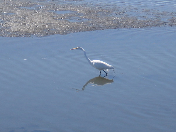 A beautiful great egret stalks through the estuary near a mudflat.