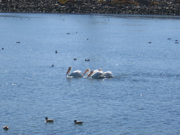 Four white pelicans were cruising along the San Diego River looking for fish.
